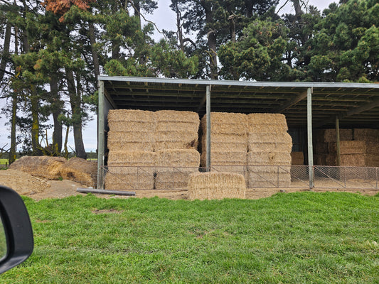 Wheat straw, medium square bales